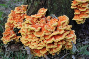 Cluster of Chicken Of The Woods mushrooms